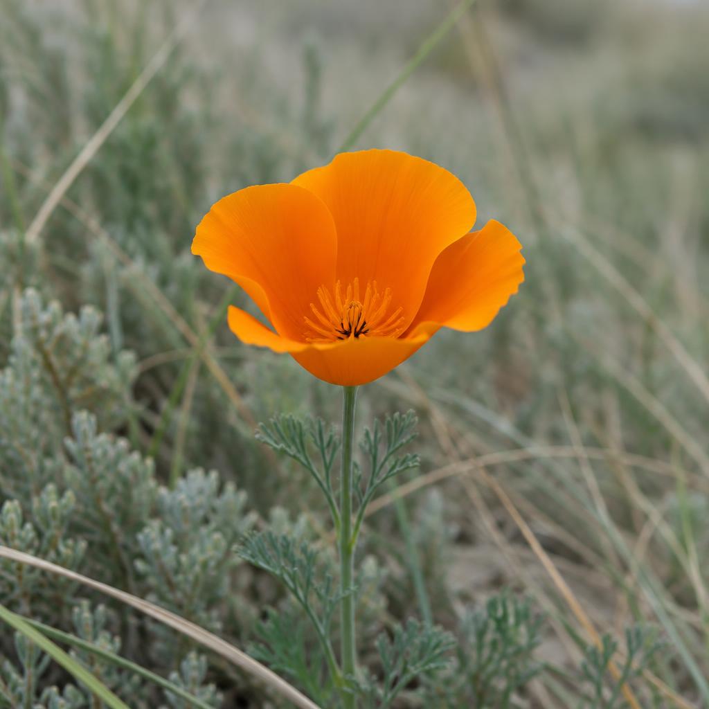 California poppy blooming in the coastal dunes